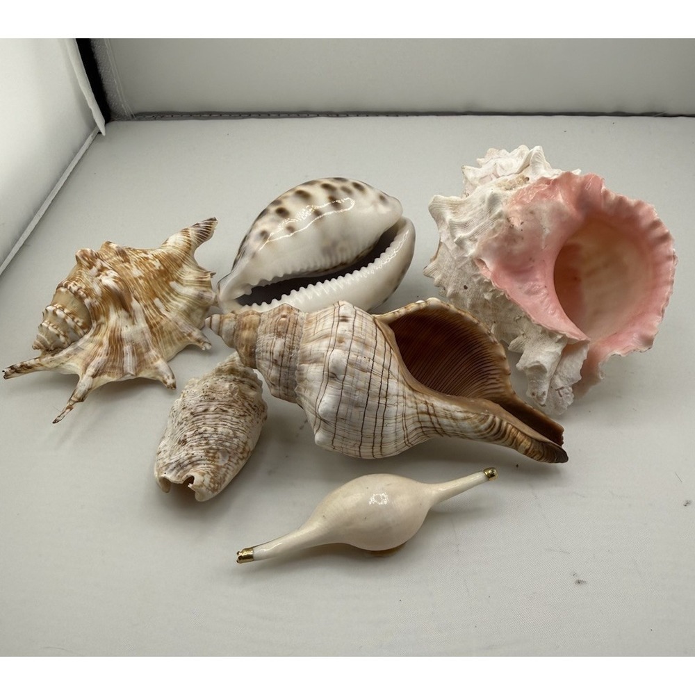 Set Of 8 VTG Estate Sea Shells Inclu. Various Sizes And Types + 10" Conch - Picture 11 of 16